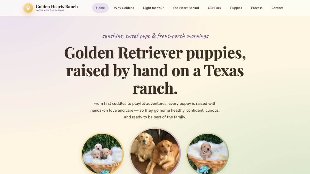 Golden Hearts Ranch homepage: Golden Retriever puppies, raised by hand on a Texas ranch