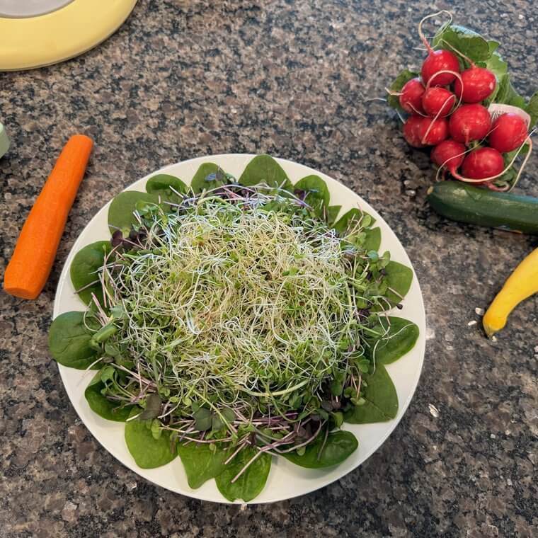 Alfalfa sprouts on a bed of spinach with fresh vegetables on the counter