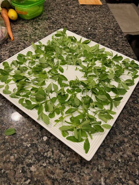 A white square platter covered with fresh greens